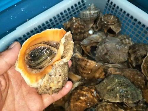 哈利波特巨螺壳最新爆料,神秘力量与未知的冒险