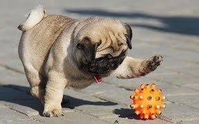 巴哥最新爆料视频大全集,揭秘幕后真相，带你领略热点事件全貌