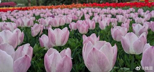 魏晨的最新动态爆料,揭秘歌手背后的生活与音乐旅程